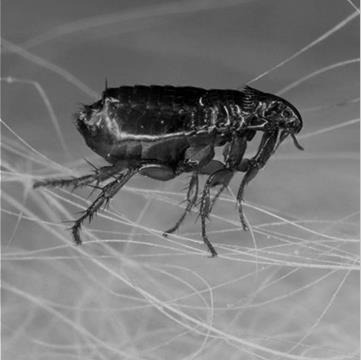 Знищення бліх