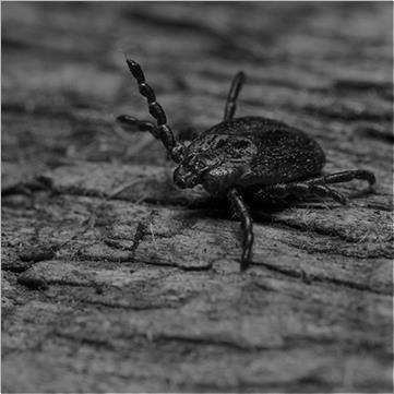 Знищення кліщів