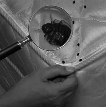 Знищення клопів