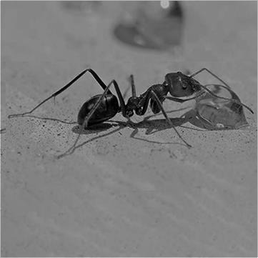 Знищення мурах