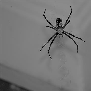 Знищення павуків